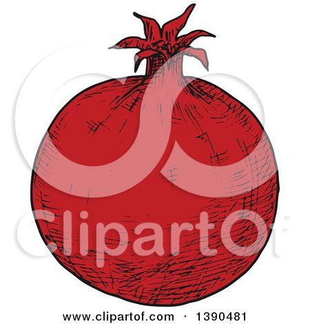 Clipart of a Sketched Pomegranate - Royalty Free Vector Illustration by Vector Tradition SM