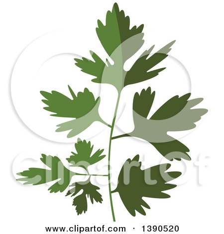 Clipart of a Culinary Spice Herb, Parsley - Royalty Free Vector Illustration by Vector Tradition SM