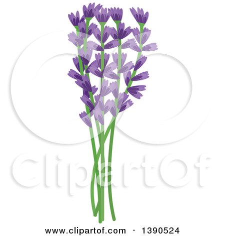 Clipart of a Culinary Spice Herb, Lavender - Royalty Free Vector Illustration by Vector Tradition SM