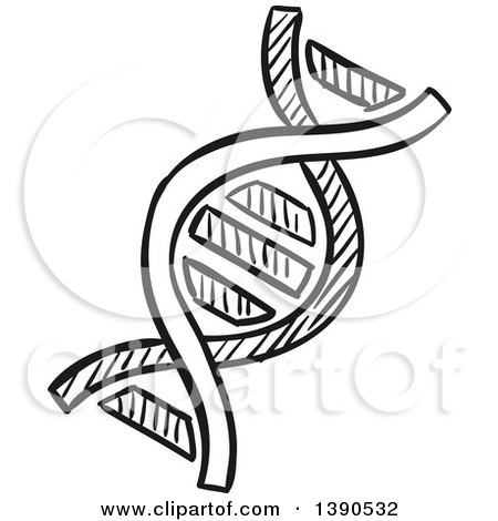 Clipart of a Sketched Dark Gray Dna Strand - Royalty Free Vector Illustration by Vector Tradition SM