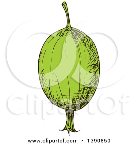 Clipart of a Sketched Gooseberry - Royalty Free Vector Illustration by Vector Tradition SM