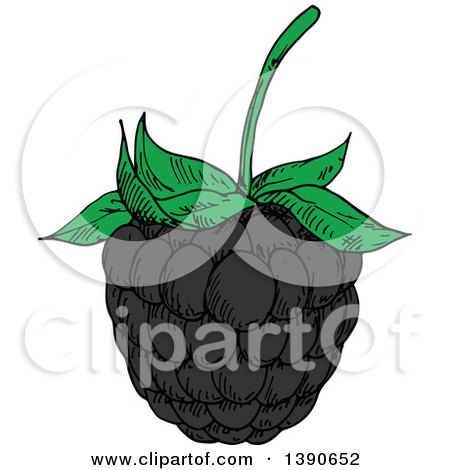 Clipart of a Sketched Blackberry - Royalty Free Vector Illustration by Vector Tradition SM
