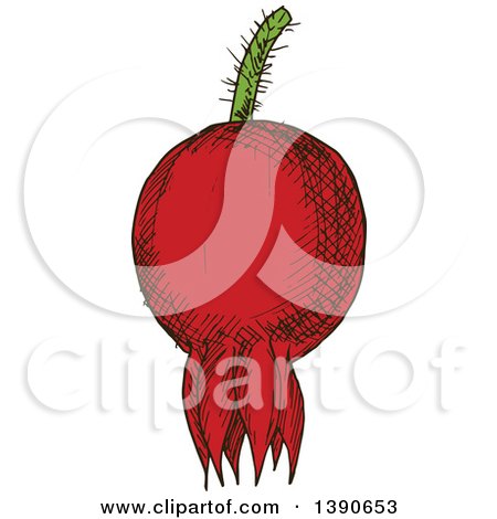 Clipart of a Sketched Briar Fruit - Royalty Free Vector Illustration by Vector Tradition SM