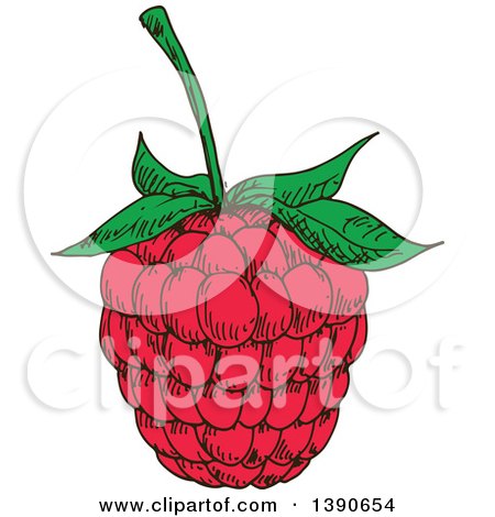 Clipart of a Sketched Raspberry - Royalty Free Vector Illustration by Vector Tradition SM