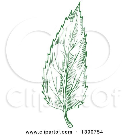Clipart of a Sketched Green Leaf - Royalty Free Vector Illustration by Vector Tradition SM