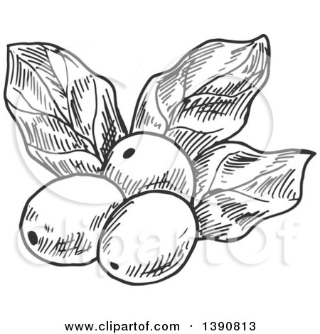 Clipart of Gray Sketched Coffee Berries and Leaves - Royalty Free Vector Illustration by Vector Tradition SM