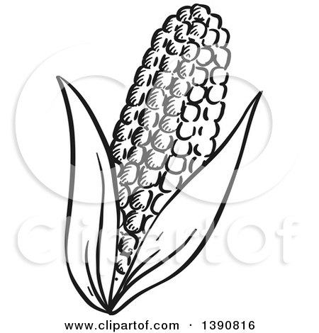 Clipart of a Sketched Dark Gray Ear of Corn - Royalty Free Vector Illustration by Vector Tradition SM