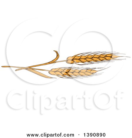 Clipart of Sketched Wheat Stalks - Royalty Free Vector Illustration by Vector Tradition SM