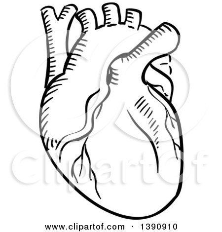 Clipart of a Black and White Sketched Human Heart - Royalty Free Vector Illustration by Vector Tradition SM