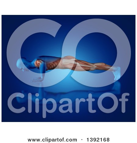 Clipart of a 3d Anatomical Man Doing Pushups, with Visible Muscles, on Blue - Royalty Free Illustration by KJ Pargeter