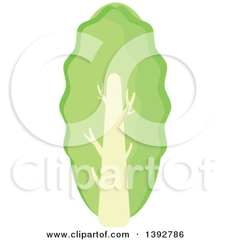 Clipart of a Flat Design Cabbage Head or Lettuce - Royalty Free Vector Illustration by Vector Tradition SM