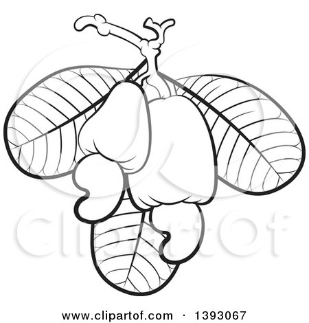 Clipart of Black and White Cashew Fruits, Nuts and Leaves - Royalty Free Vector Illustration by Lal Perera