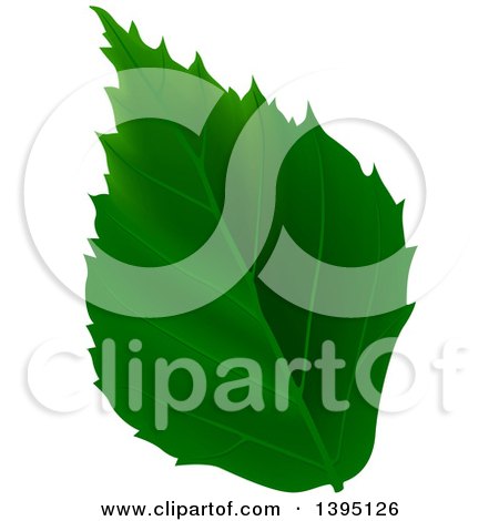 Clipart of a Green Tree Leaf - Royalty Free Vector Illustration by dero