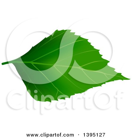 Clipart of a Green Tree Leaf - Royalty Free Vector Illustration by dero