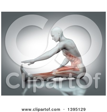 Clipart of a 3d Anatomical Man Stretching on the Floor, Reaching for His Toes, with Visible Torso and Leg Muscles, on Gray - Royalty Free Illustration by KJ Pargeter