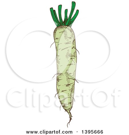 Clipart of a Sketched Daikon Radish - Royalty Free Vector Illustration by Vector Tradition SM