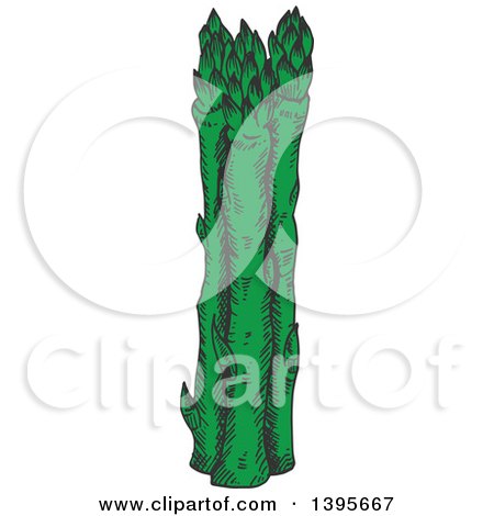 Clipart of Sketched Asparagus - Royalty Free Vector Illustration by Vector Tradition SM