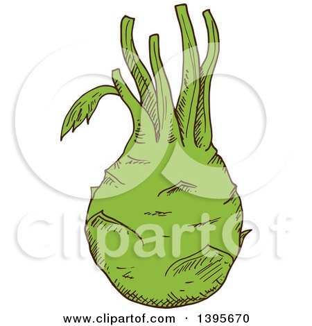 Clipart of a Sketched Kohlrabi - Royalty Free Vector Illustration by Vector Tradition SM