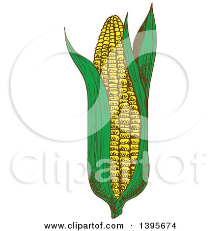 Clipart of a Sketched Ear of Corn - Royalty Free Vector Illustration by Vector Tradition SM