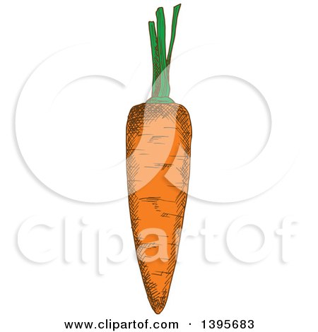 Clipart of a Sketched Carrot - Royalty Free Vector Illustration by Vector Tradition SM
