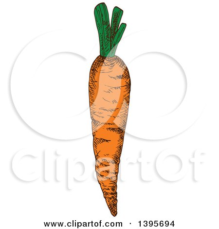 Clipart of a Sketched Carrot - Royalty Free Vector Illustration by Vector Tradition SM