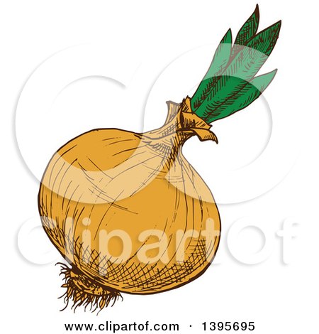 Clipart of a Sketched Yellow Onion - Royalty Free Vector Illustration by Vector Tradition SM