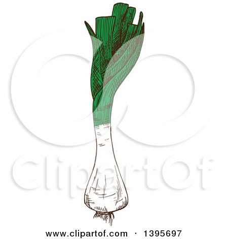 Clipart of a Sketched Leek - Royalty Free Vector Illustration by Vector Tradition SM