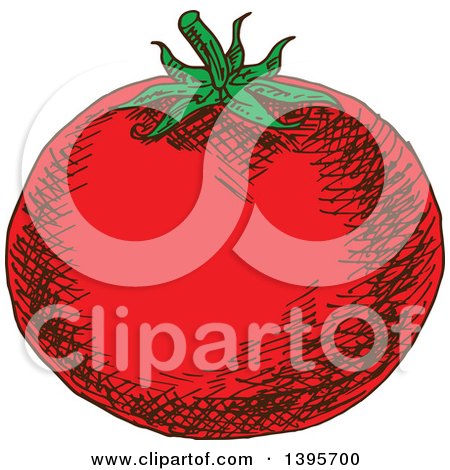 Clipart of a Sketched Tomato - Royalty Free Vector Illustration by Vector Tradition SM