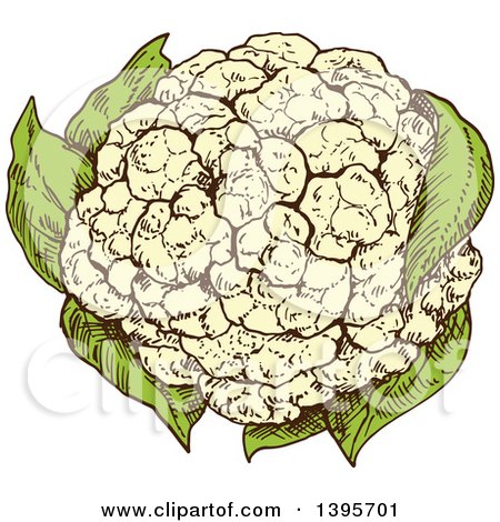 Clipart of a Sketched Cauliflower - Royalty Free Vector Illustration by Vector Tradition SM