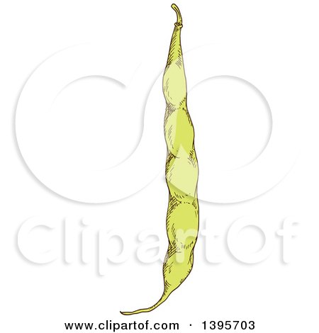 Clipart of a Sketched Bean Pod - Royalty Free Vector Illustration by Vector Tradition SM