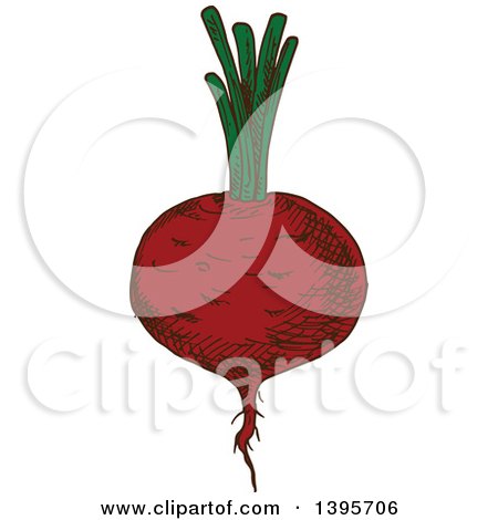 Clipart of a Sketched Beet - Royalty Free Vector Illustration by Vector Tradition SM