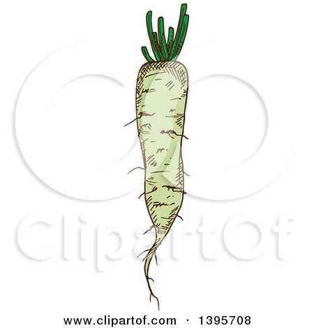 Clipart of a Sketched Daikon Radish - Royalty Free Vector Illustration by Vector Tradition SM