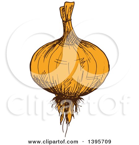 Clipart of a Sketched Yellow Onion - Royalty Free Vector Illustration by Vector Tradition SM