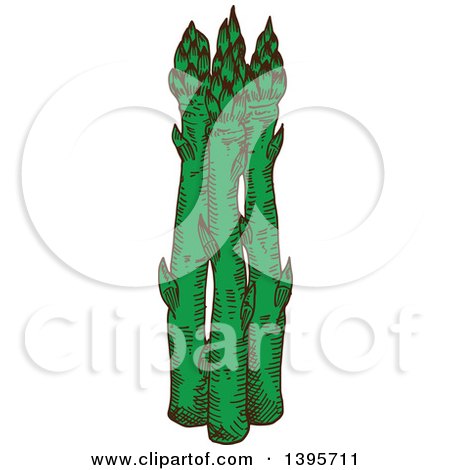 Clipart of Sketched Asparagus - Royalty Free Vector Illustration by Vector Tradition SM