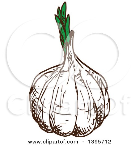 Clipart of a Sketched Garlic Bulb - Royalty Free Vector Illustration by Vector Tradition SM