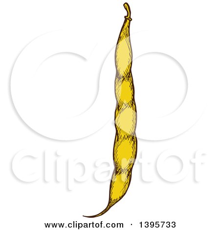 Clipart of a Sketched Bean Pod - Royalty Free Vector Illustration by Vector Tradition SM