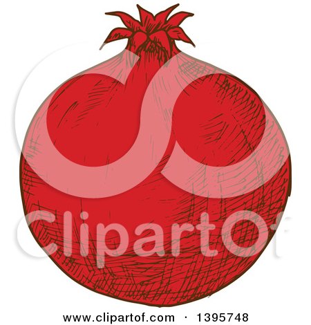 Clipart of a Sketched Pomegranate - Royalty Free Vector Illustration by Vector Tradition SM