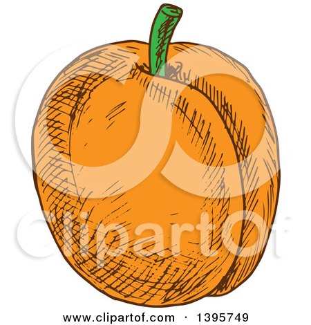 Clipart of a Sketched Apricot - Royalty Free Vector Illustration by Vector Tradition SM