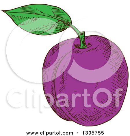 Clipart of a Sketched Plum - Royalty Free Vector Illustration by Vector Tradition SM