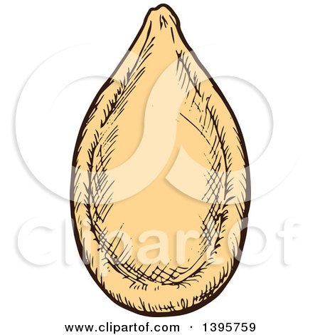 Clipart of a Sketched Pumpkin Seed - Royalty Free Vector Illustration by Vector Tradition SM