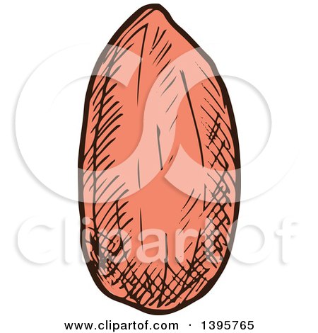 Clipart of a Sketched Peanut - Royalty Free Vector Illustration by Vector Tradition SM