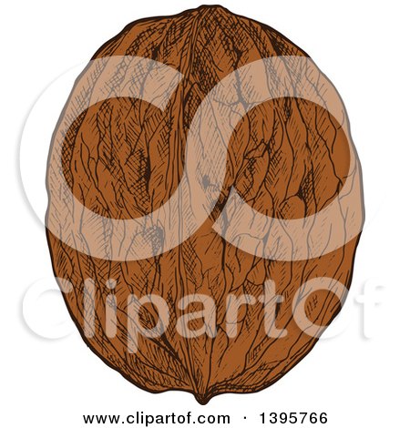 Clipart of a Sketched Walnut - Royalty Free Vector Illustration by Vector Tradition SM