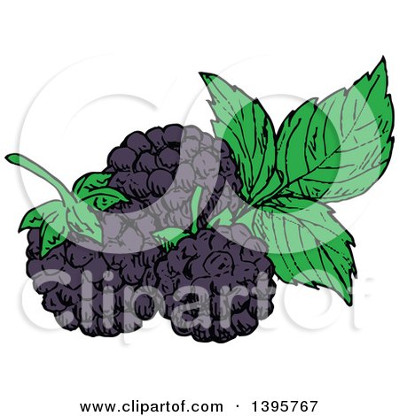 Clipart of Sketched Blackberries - Royalty Free Vector Illustration by Vector Tradition SM