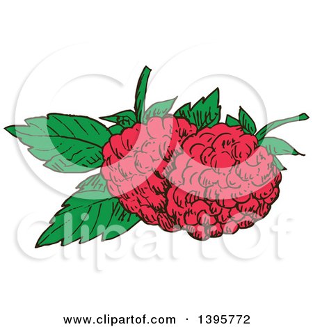 Clipart of Sketched Raspberries - Royalty Free Vector Illustration by Vector Tradition SM