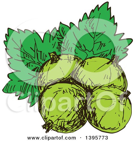 Clipart of Sketched Gooseberries - Royalty Free Vector Illustration by Vector Tradition SM