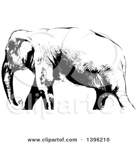 Clipart of a Black and White African Elephant Walking, Cropped at the Ankles - Royalty Free Vector Illustration by dero