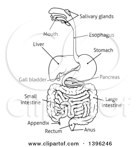 Clipart of a Black and White Digestive Tract Diagram, Labeled with Text - Royalty Free Vector Illustration by AtStockIllustration