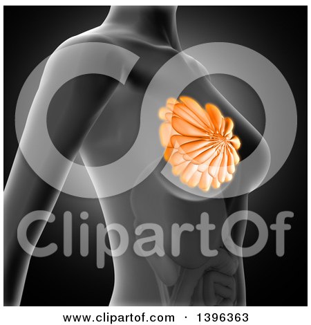 Clipart of a 3d Anatomical Woman with Visible Breast Interior, on Gray - Royalty Free Illustration by KJ Pargeter