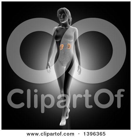 Clipart of a 3d Anatomical Woman with Visible Kidneys, on Gray - Royalty Free Illustration by KJ Pargeter