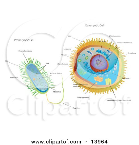 Biology Diagram of Prokaryotic and Eukaryotic Cells Clipart Illustration by Rasmussen Images